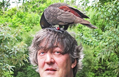 fry Stephen Fry: A comedy Attenborough?